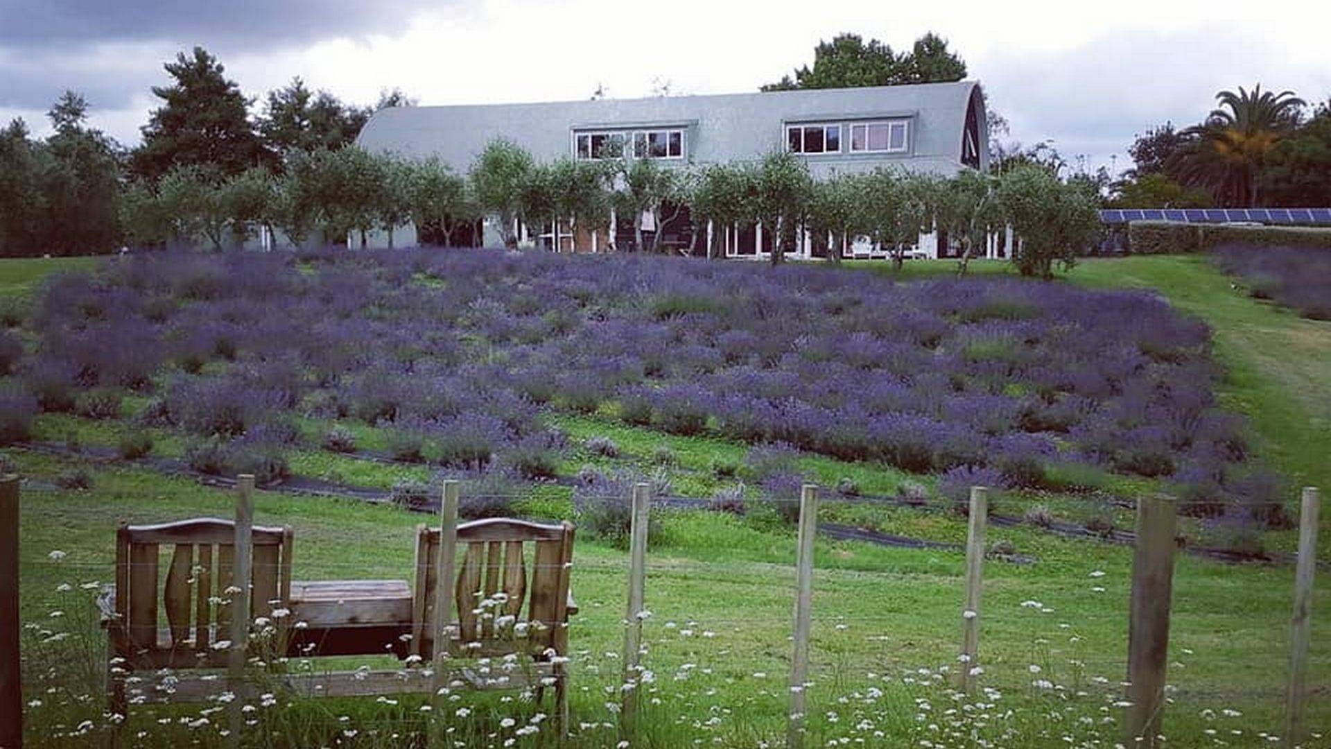 Lavender field with building in the background