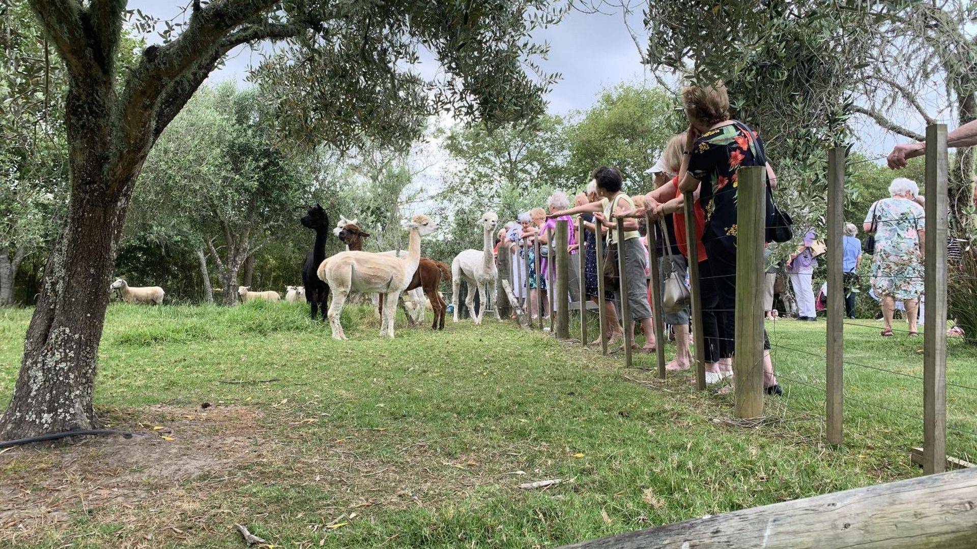 Group of people looking at alpacas