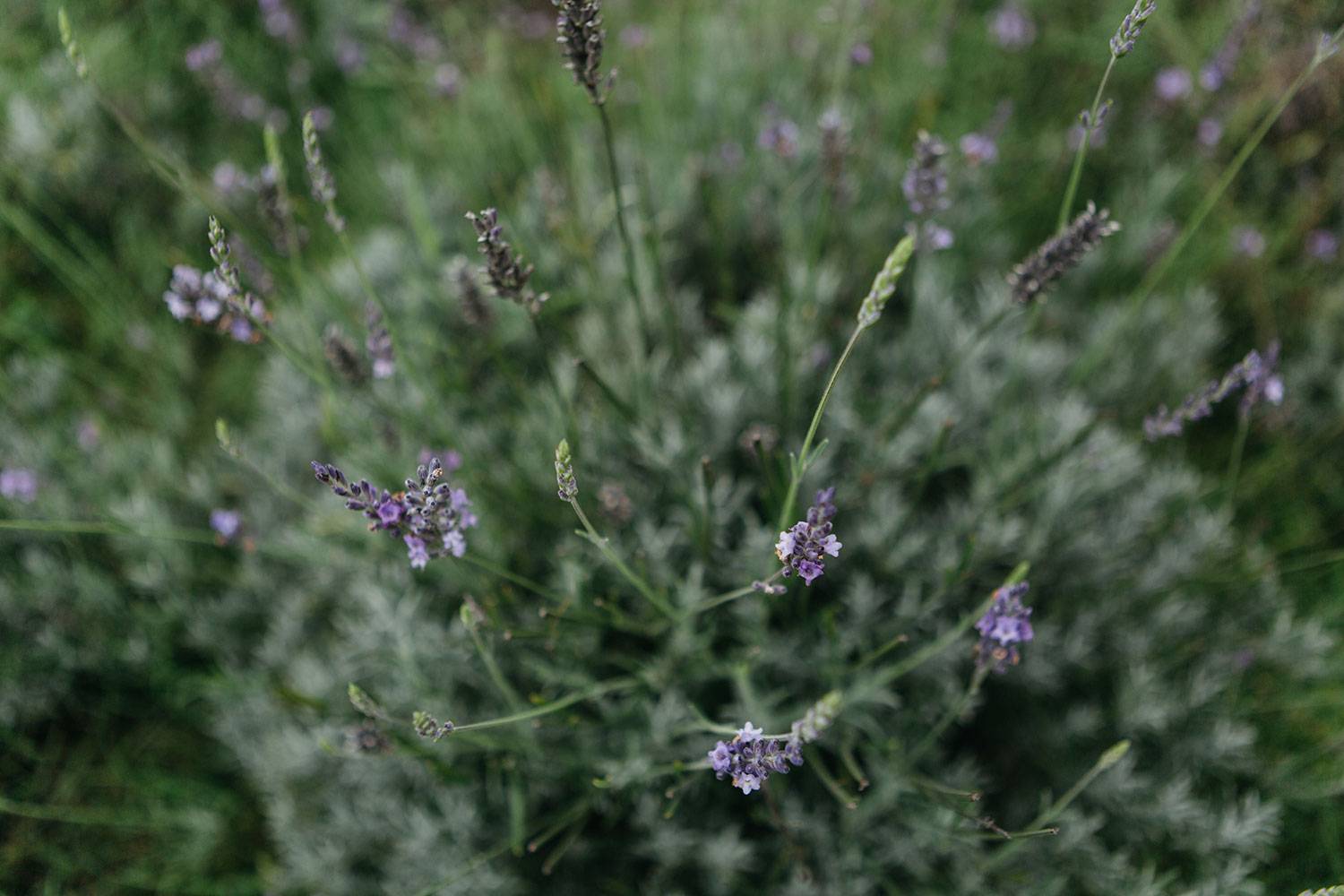 Lavender closeup