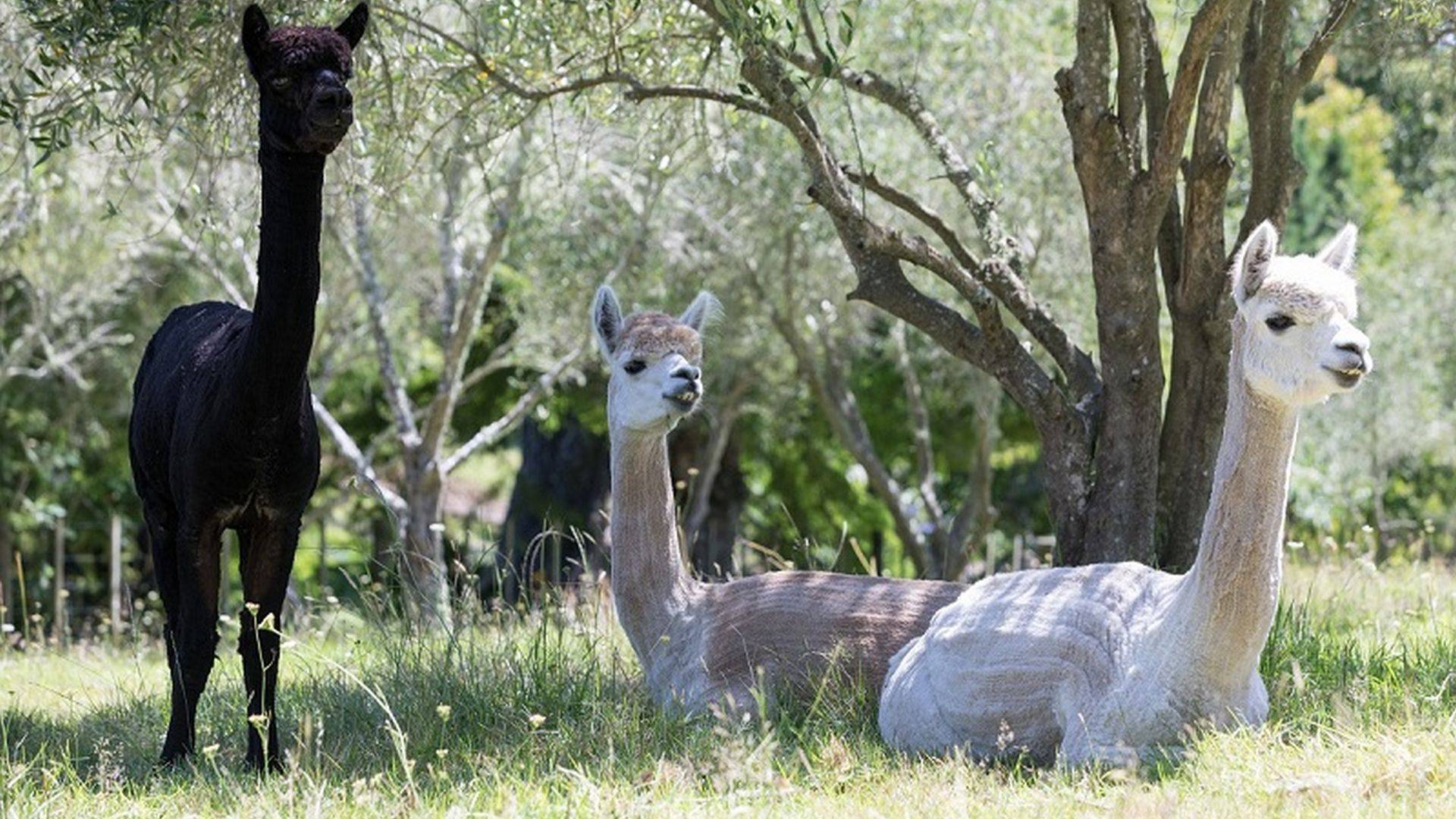 Alpacas sitting in a field