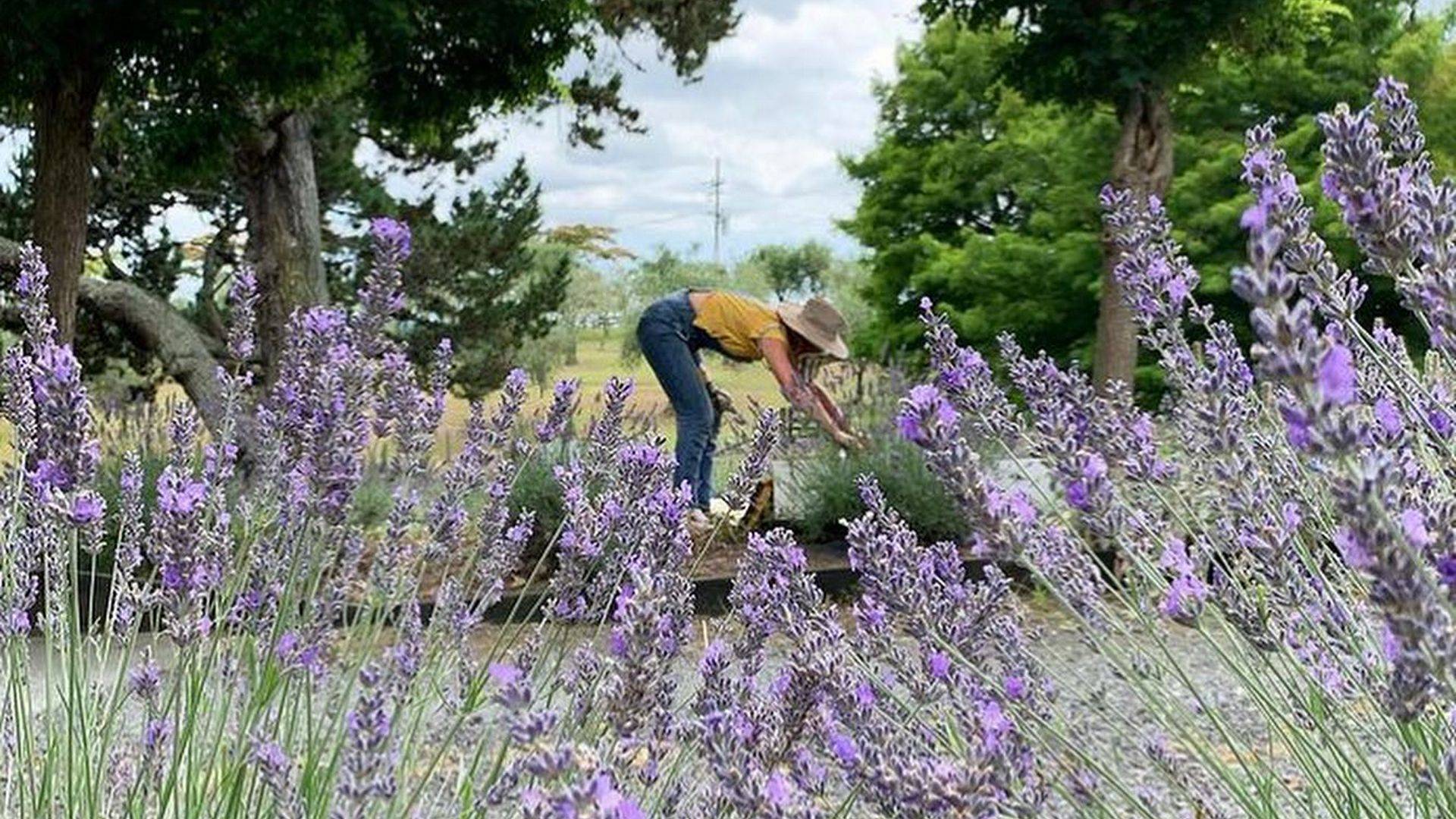 Woman picking lavender