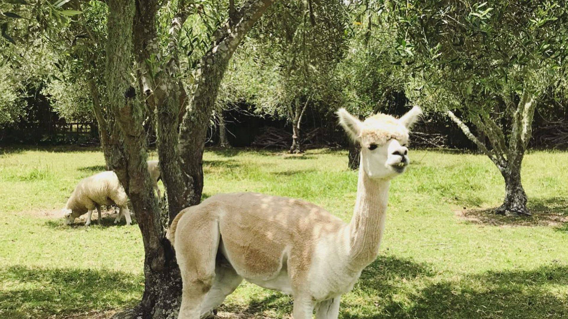 Alpaca on a farm 