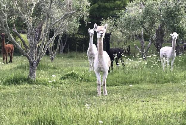 Alpacas in field at Lavender Hill Farm in Riverhead