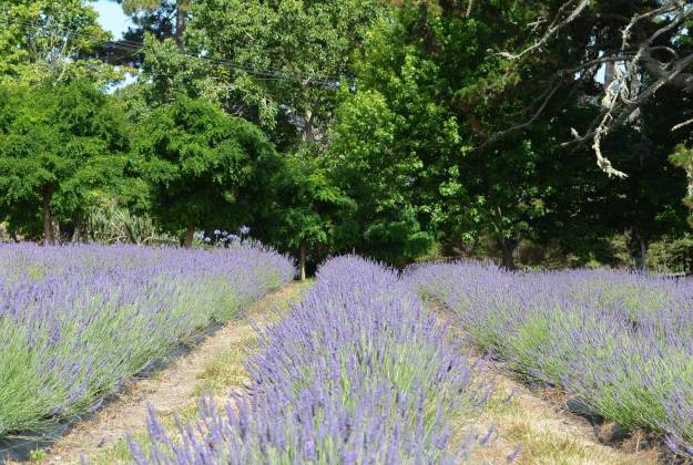 Accommodation and farm tours at Lavender Hill in Riverhead
