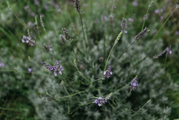 Lavender Flowers