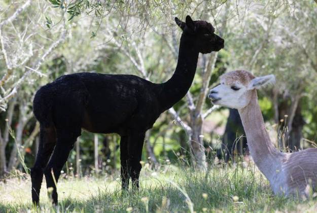 Alpacas at Lavender Hill Farm in Riverhead