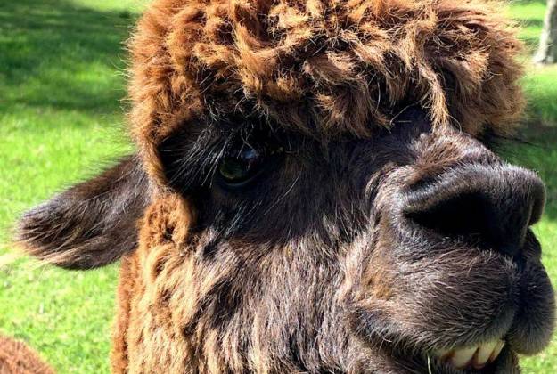 Alpacas at Lavender Hill Farm in Riverhead