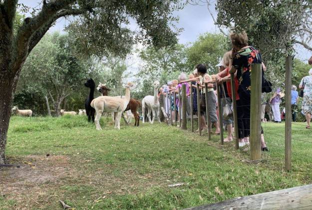 Alpacas at Lavender Hill Farm in Riverhead