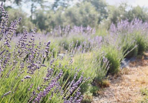 Final days of lavender viewing Summer 2019