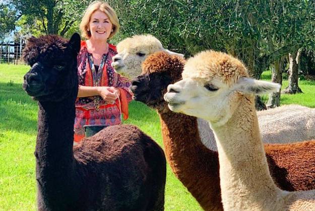 Alpacas at Lavender Hill Farm in Riverhead