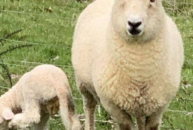 Sheep and Lamb at Lavender Hill Farm in Riverhead