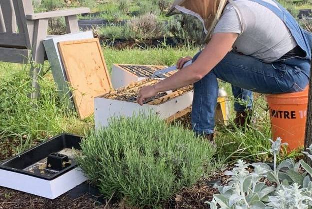 Accommodation and farm tours at Lavender Hill in Riverhead