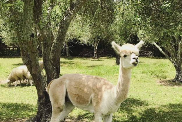 Alpacas at Lavender Hill Farm in Riverhead