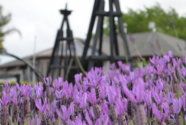 Accommodation and farm tours at Lavender Hill in Riverhead