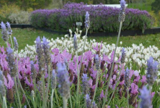 Accommodation and farm tours at Lavender Hill in Riverhead