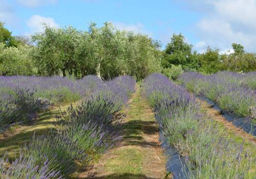 Lavender fields are now open!