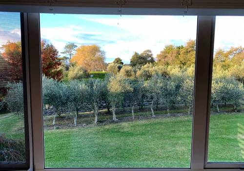 New season's Olive Oil and arrival of Alpacas