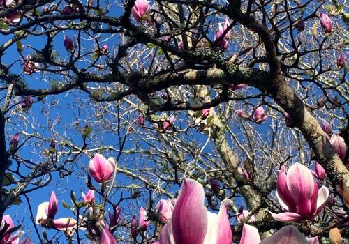 Opening Dates and Harvest Timing