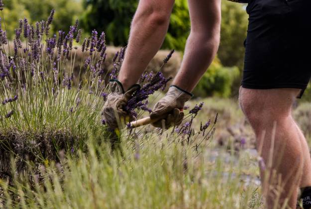 Accommodation and farm tours at Lavender Hill in Riverhead