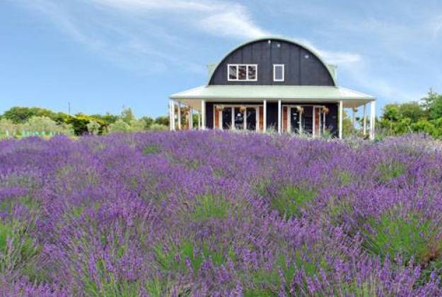 Accommodation and farm tours at Lavender Hill in Riverhead