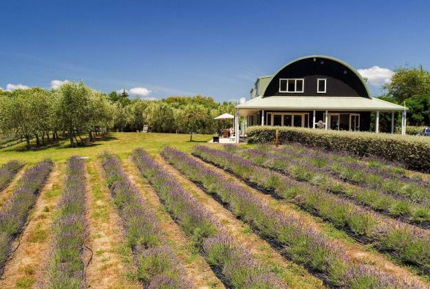 Accommodation and farm tours at Lavender Hill in Riverhead