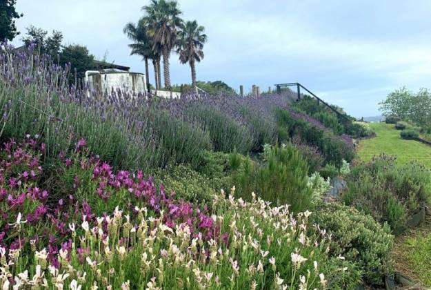 Farm Tour LavenAccommodation and farm tours at Lavender Hill in Riverheadder Hill Riverhead