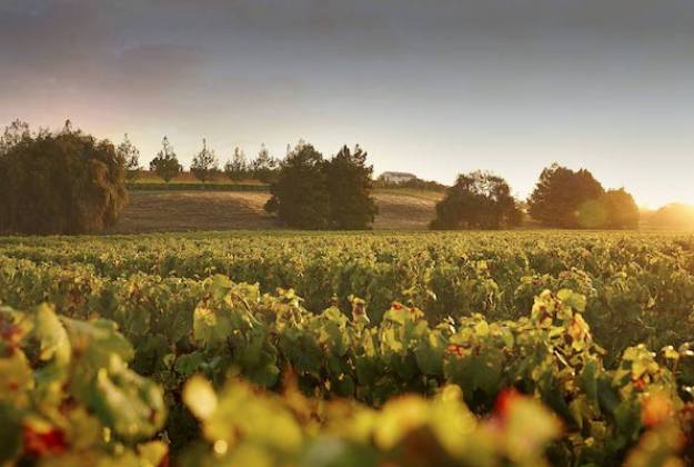 Image of sun rising over vineyard